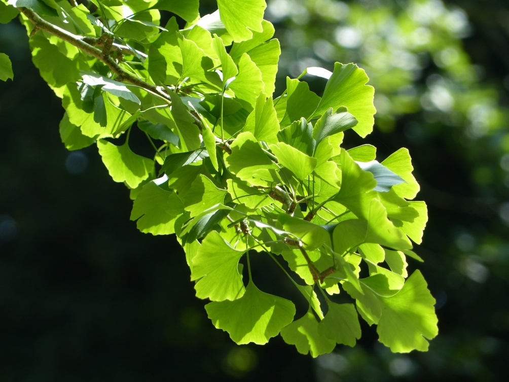 Summer foliage of Ginkgo biloba