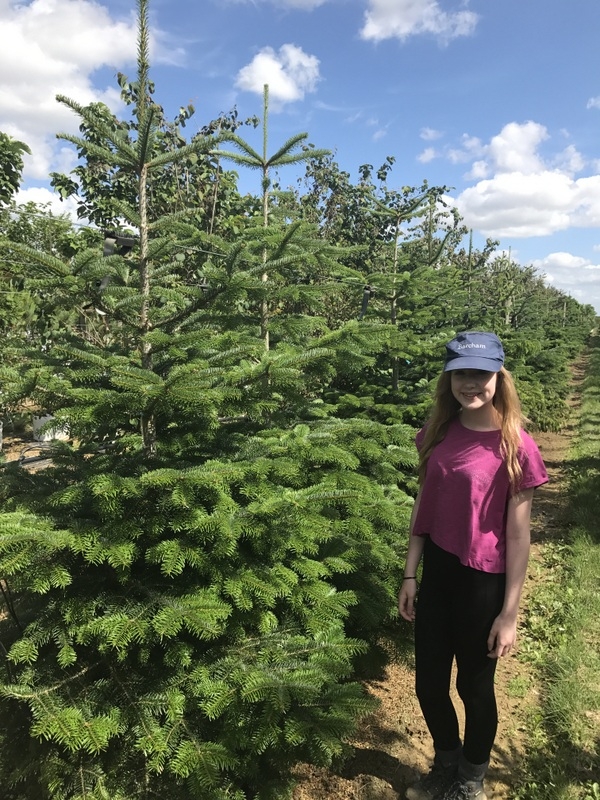 Abies nordmanniana at barcham trees