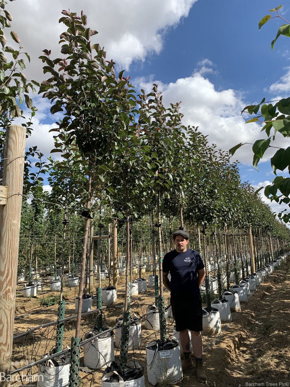 Malus Mokum