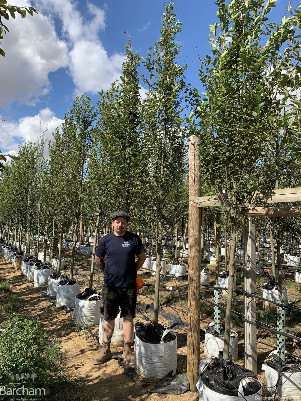 Carpinus betulus Fastigiata