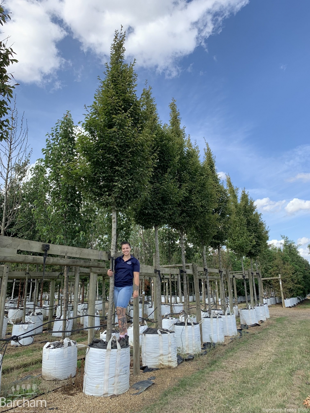Carpinus betulus Fastigiata