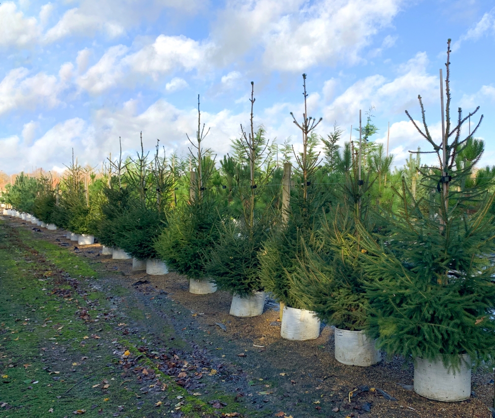 Picea abies
