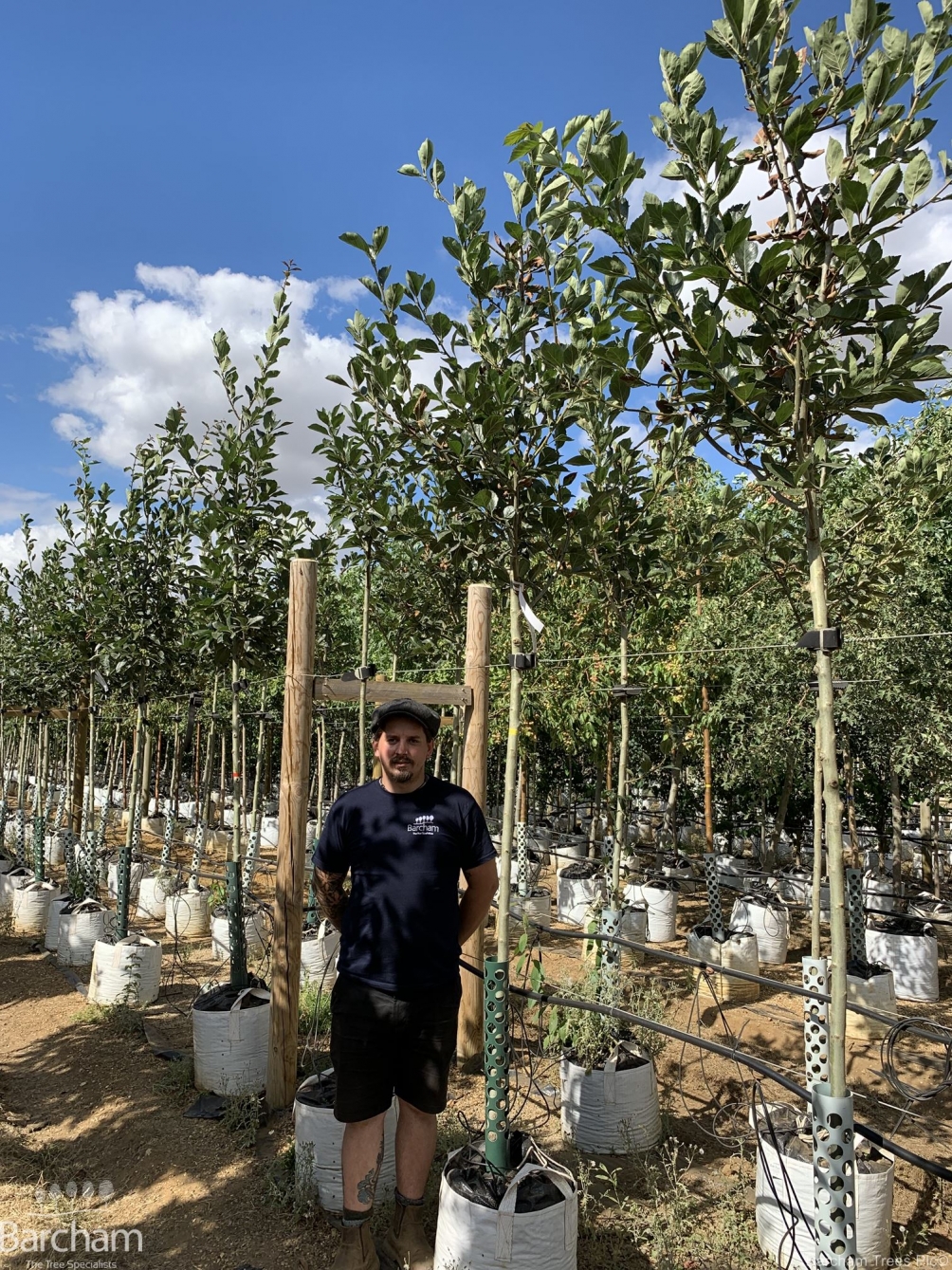Crataegus x lavalleei Carrierei