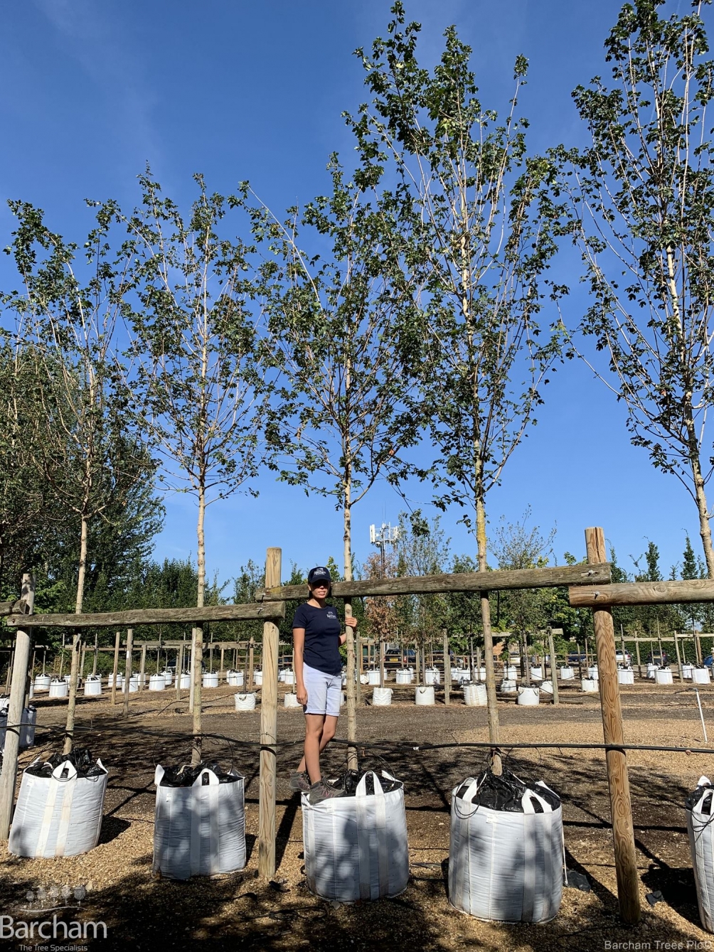 Acer campestre Queen Elizabeth
