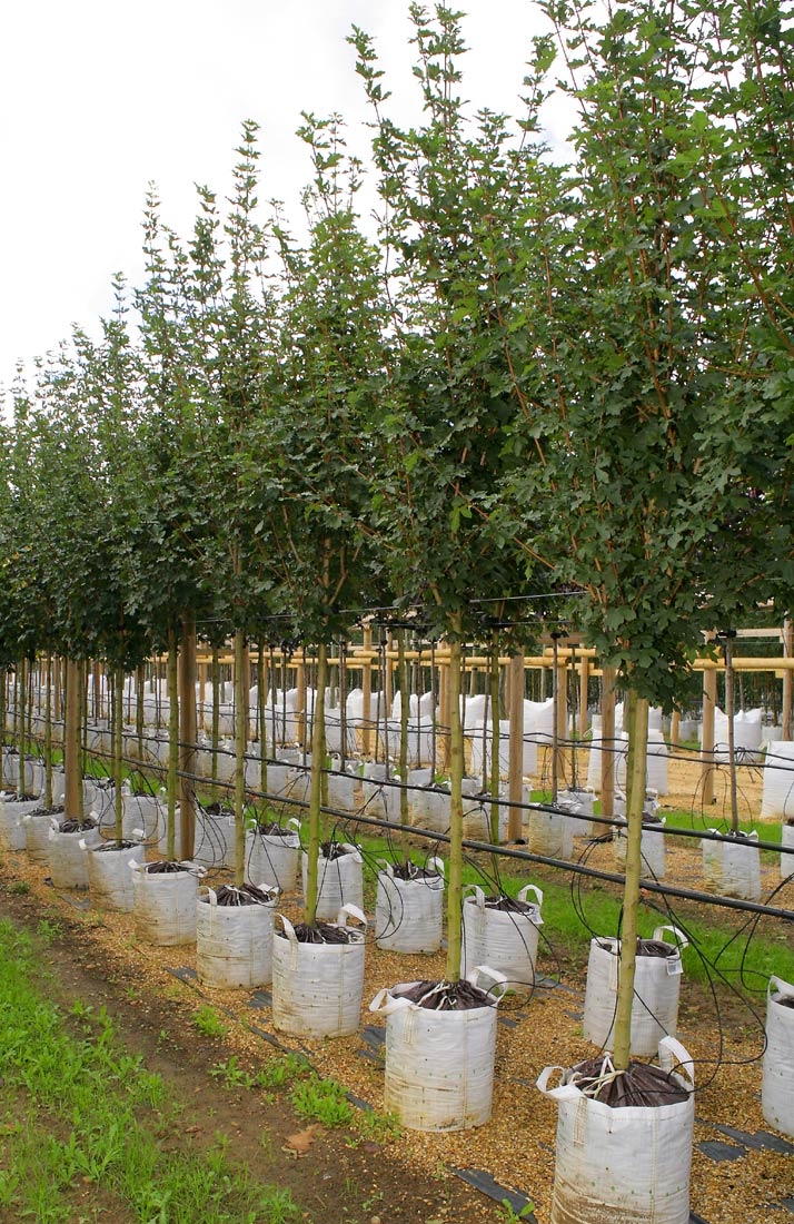 Acer campestre Elegant at barcham trees