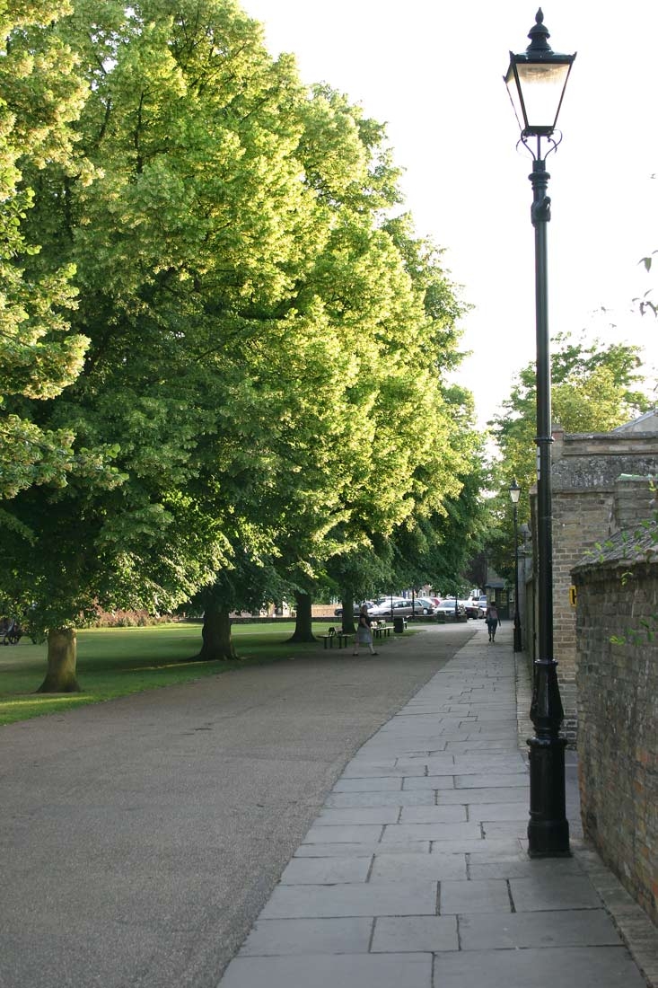 Mature avenue planting of Tilia x europaea