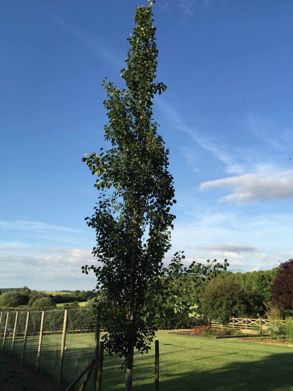 mature Populus tremula Erecta