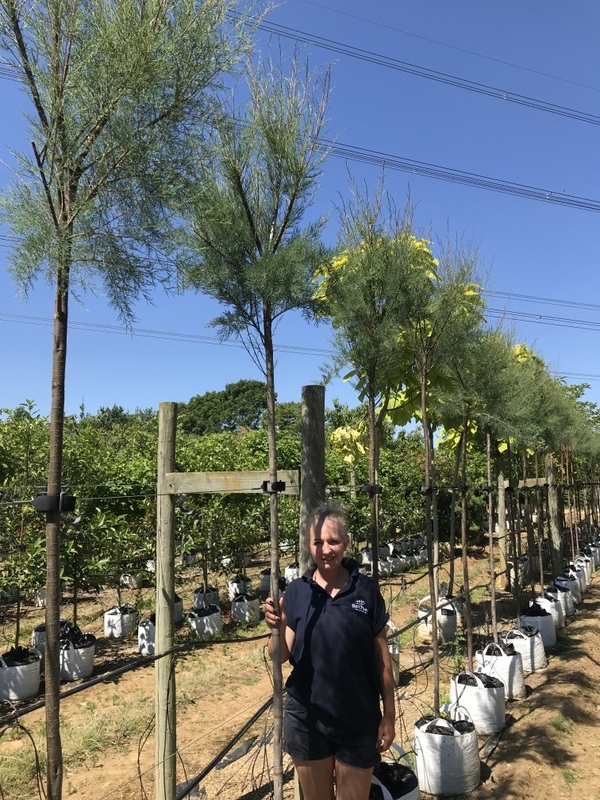 12/14cm girth Tamarix gallica on Barcham Trees nursery to scale