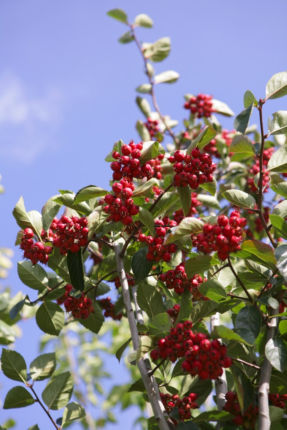 the re berries of   Crataegus x prunifolia Splendens