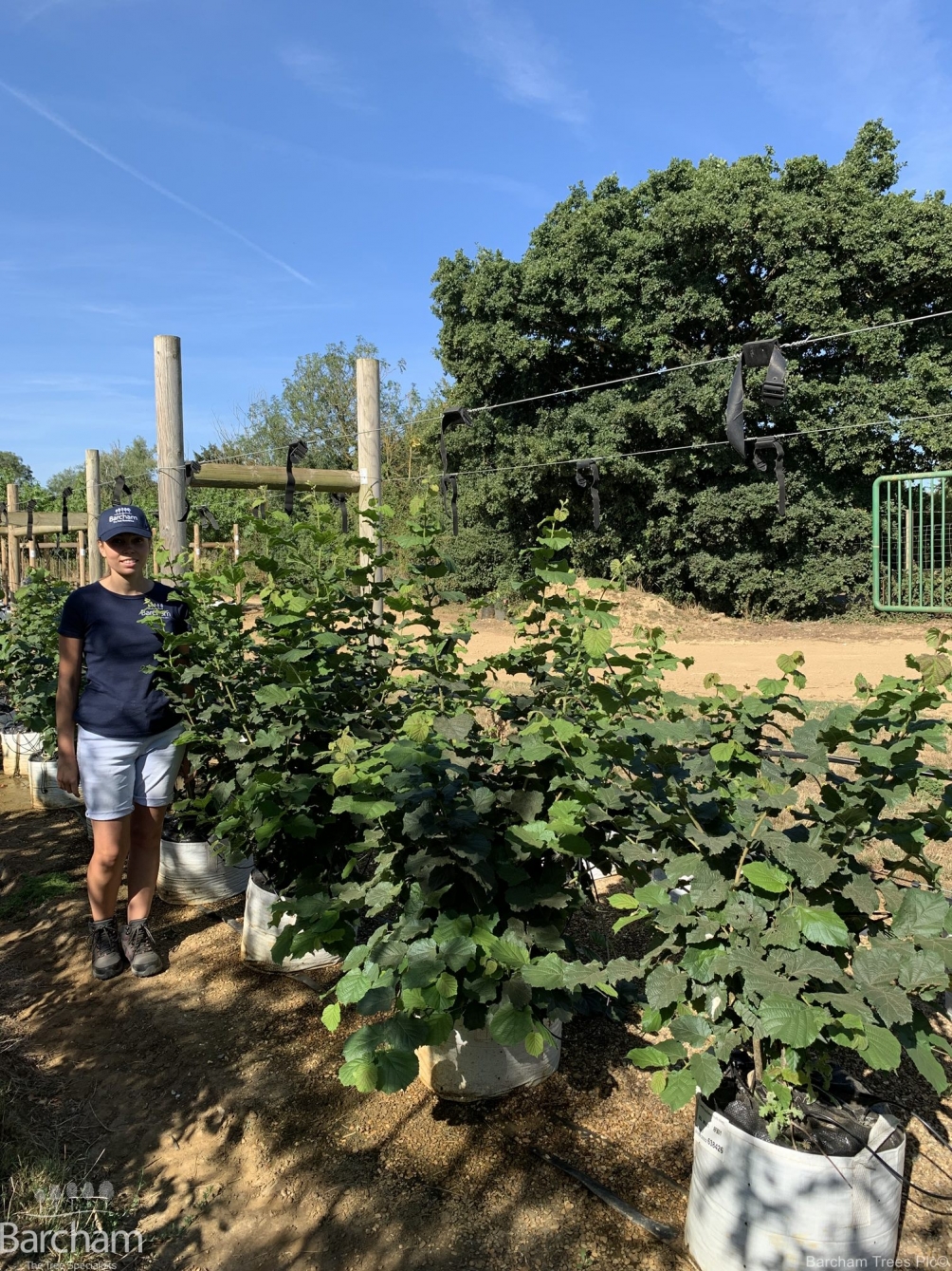 Corylus avellana multi-stem