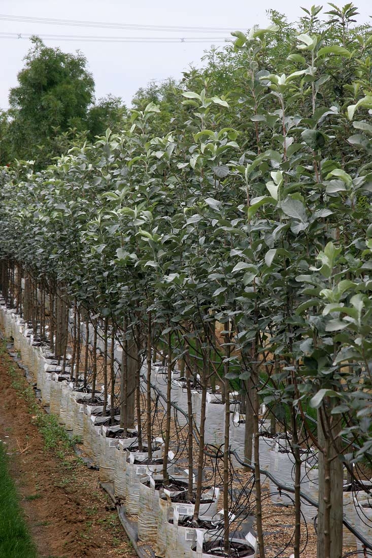 Row of Sorbus aria Lutescens on Barcham Trees nursery