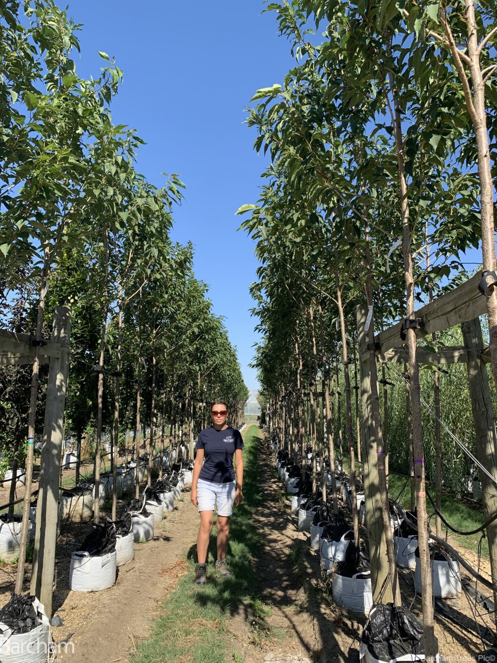 Prunus Sunset Boulevard
