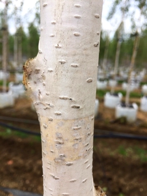 The white bark of Betula utilis Jacquemontii Snow Quee