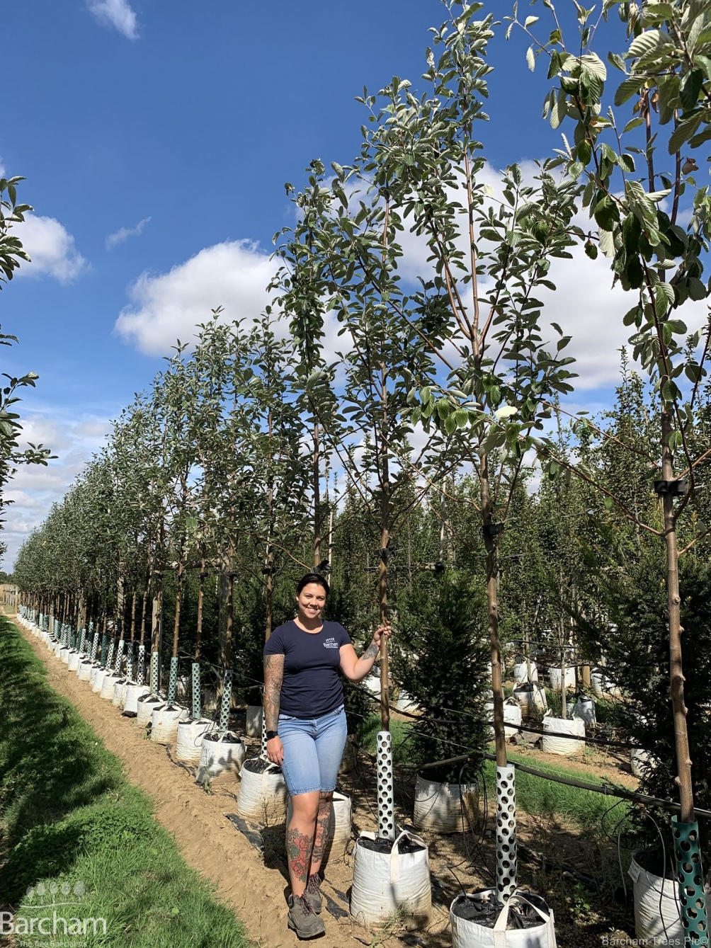 Sorbus Aria Majestica