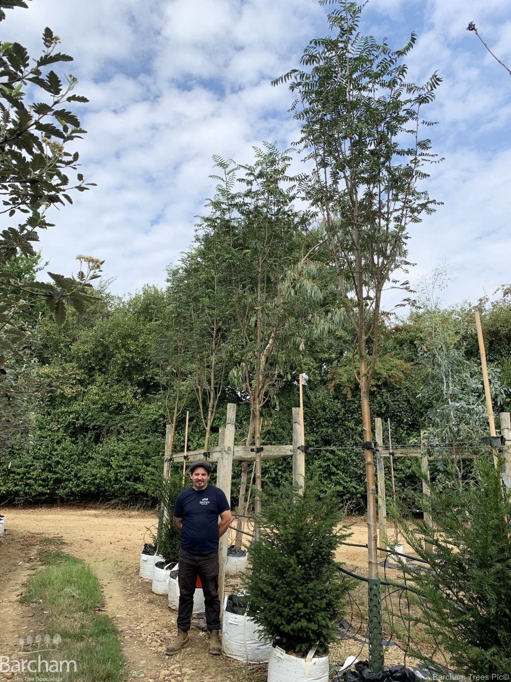 Sorbus aucuparia Cardinal Royal