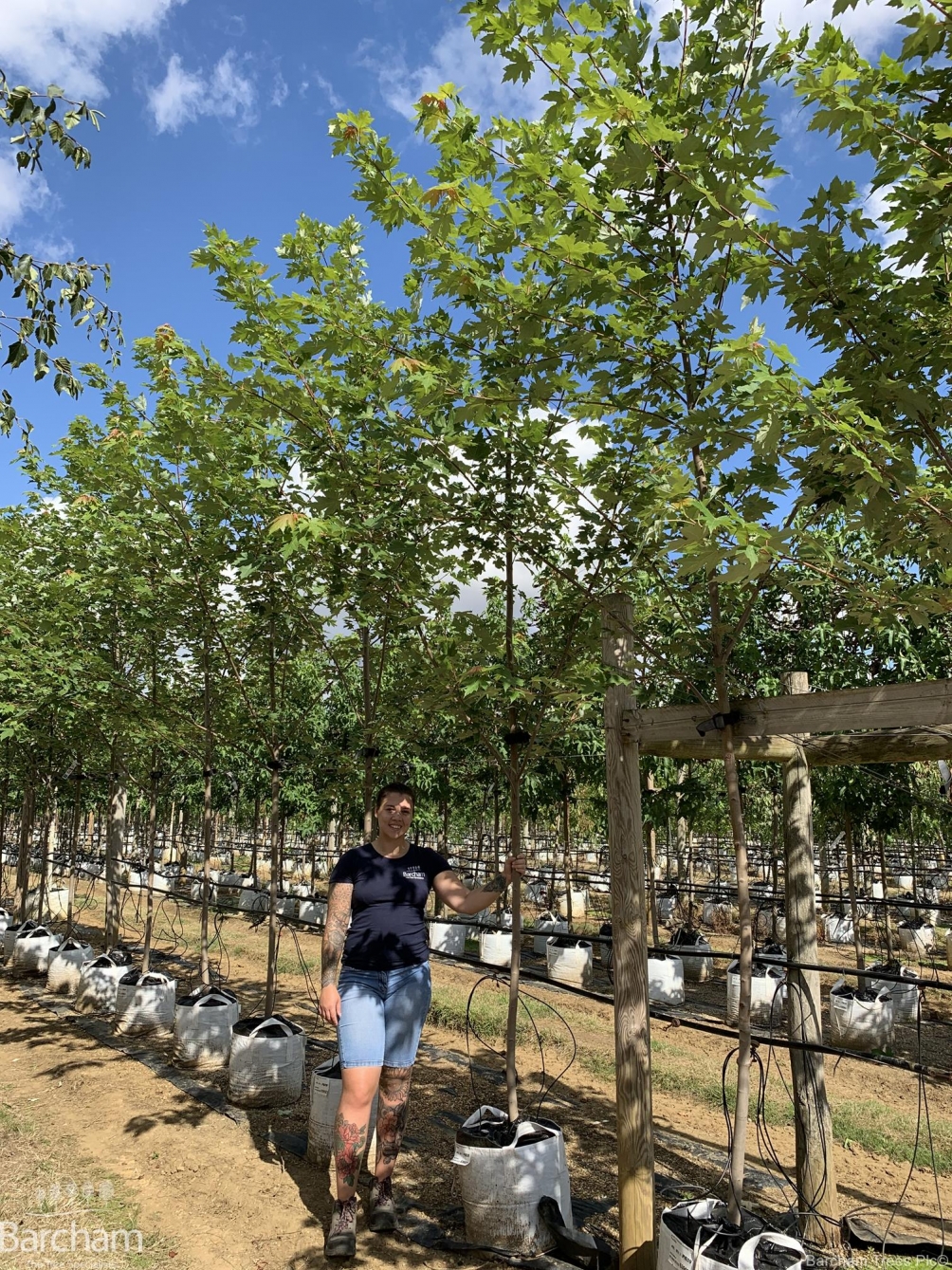 Acer x freemanii Autumn Fantasy
