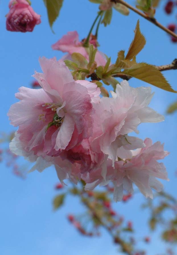The flower in detail of Prunus Pink Perfection