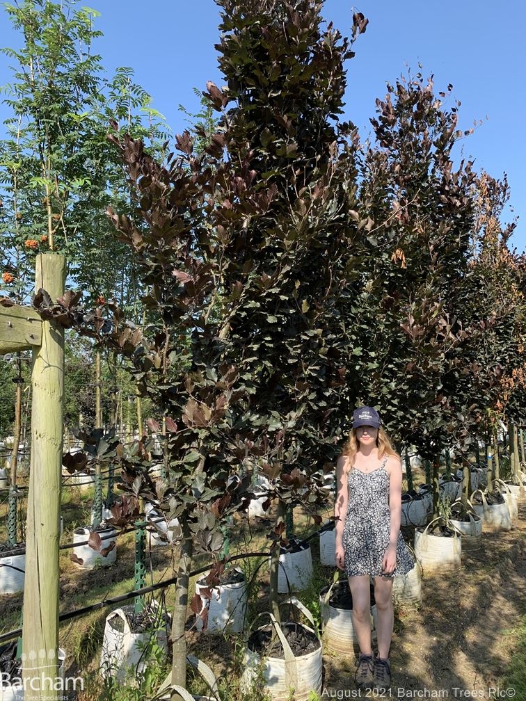 Fagus sylvatica Dawyck Purpurea
