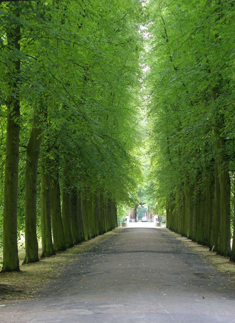 Tilia cordata avenue in summer