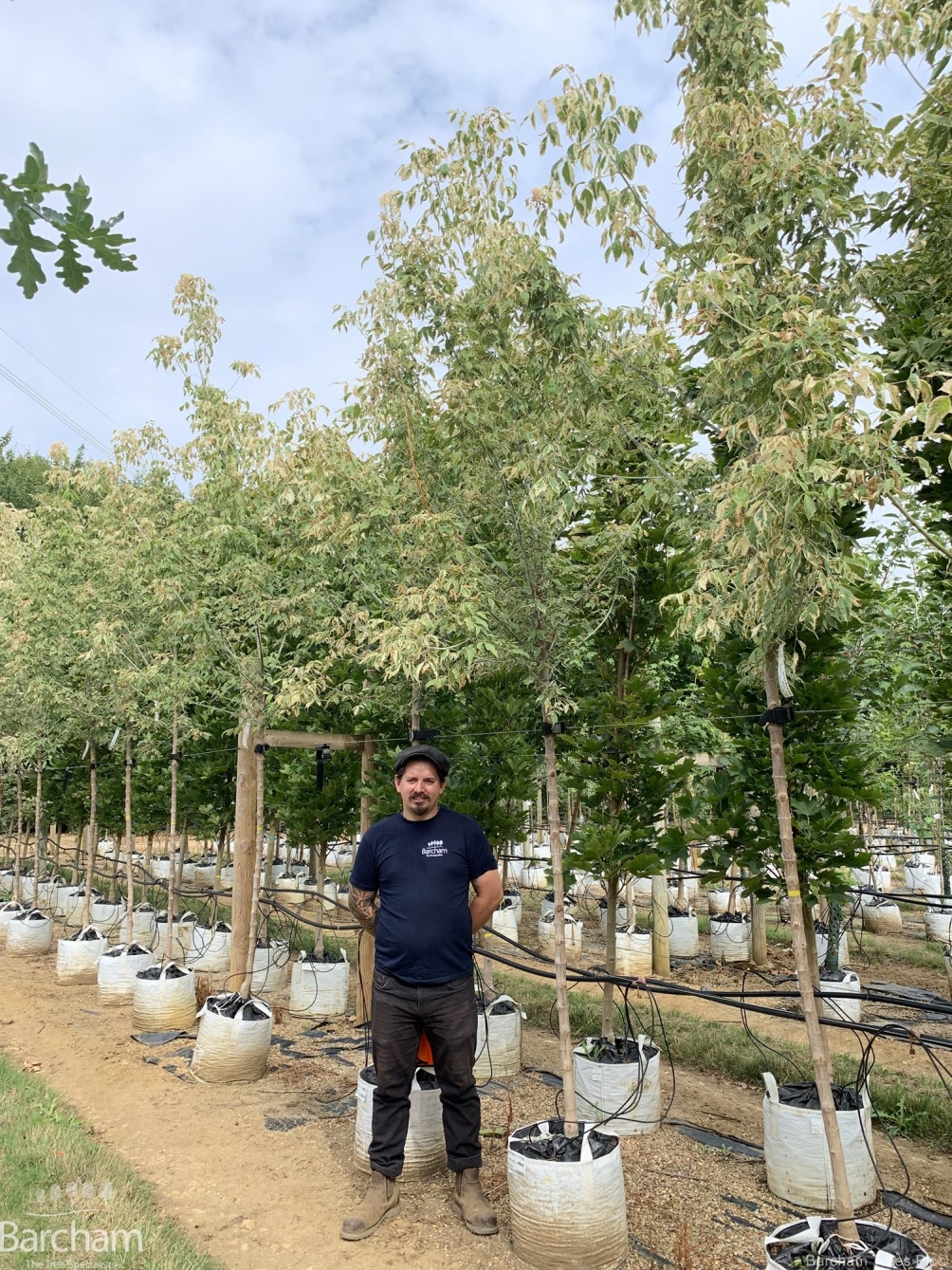Acer negundo Flamingo