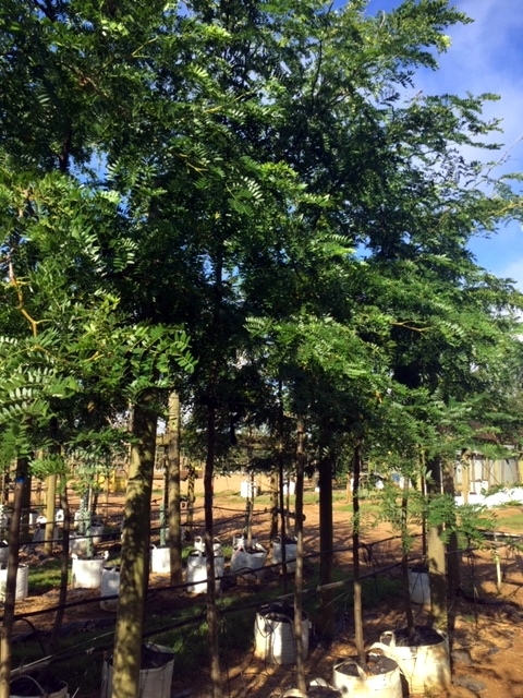 Gleditsia triancanthos inermis at barcham trees