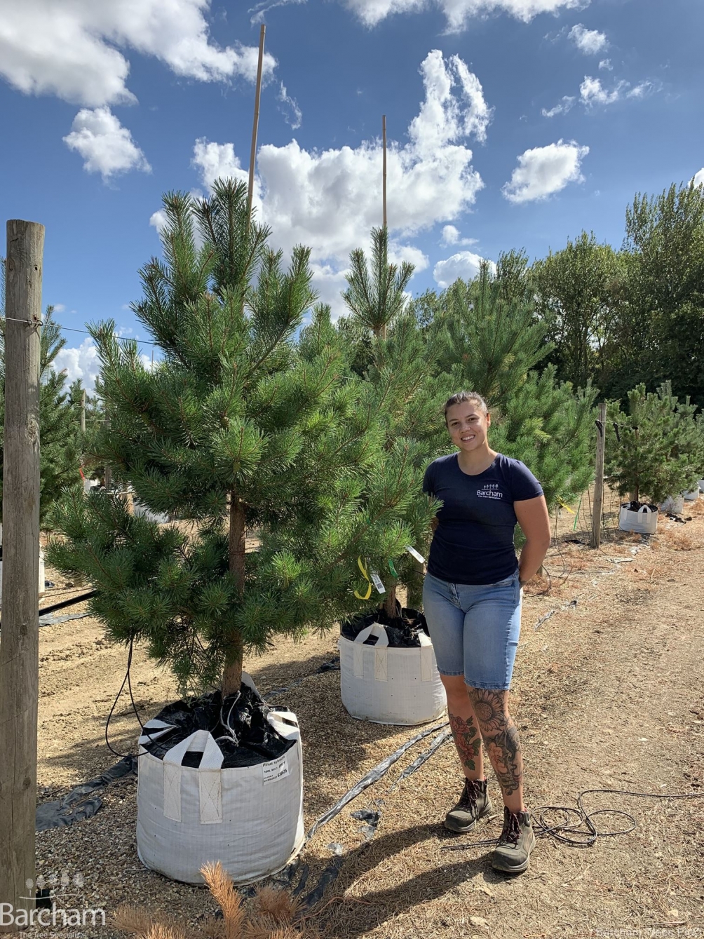 Pinus sylvestris