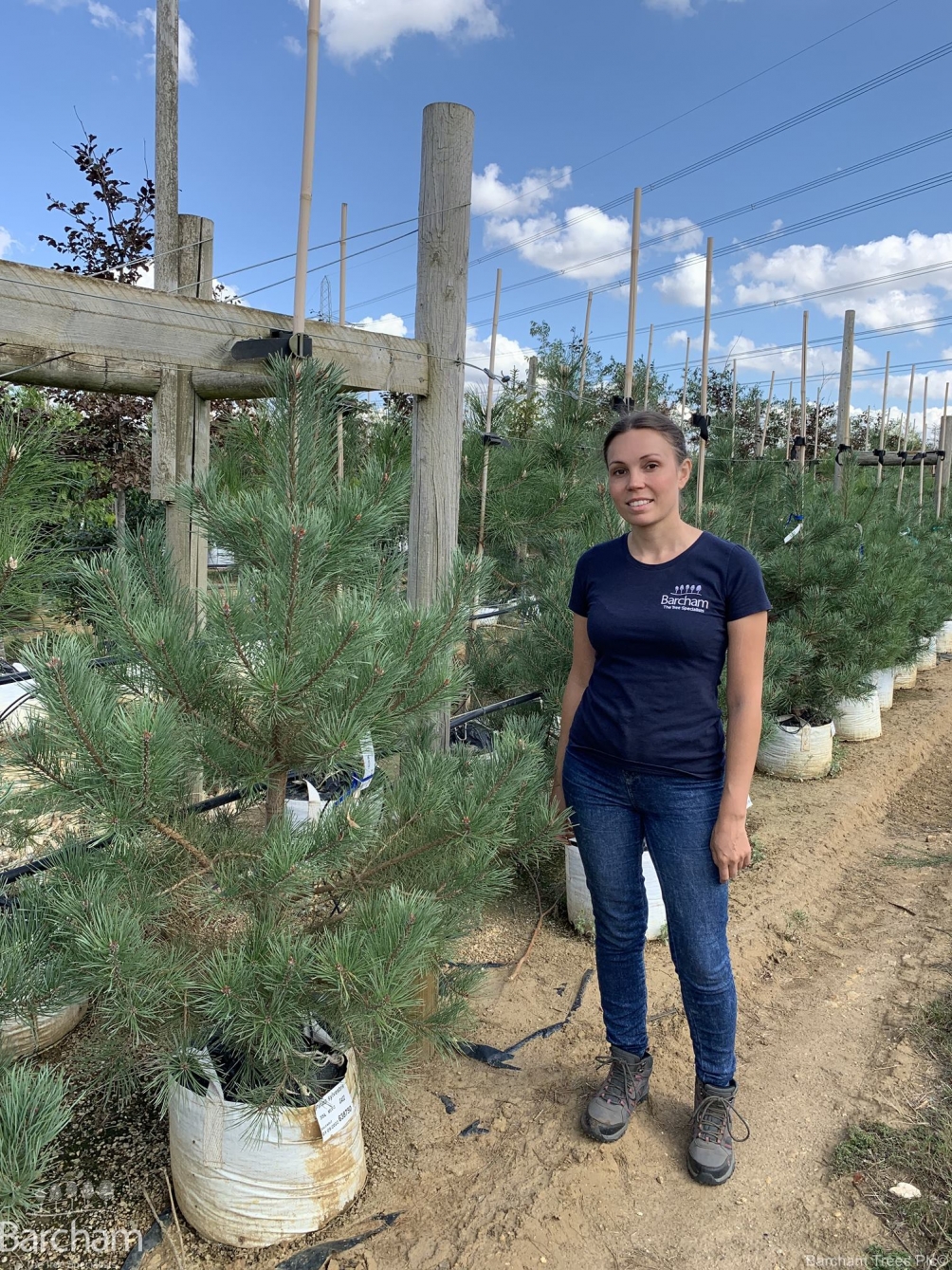 Pinus sylvestris