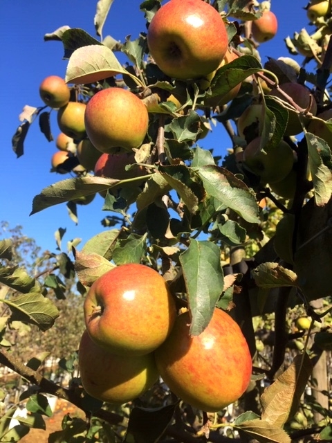 the juicy apples of Malus Jonagold