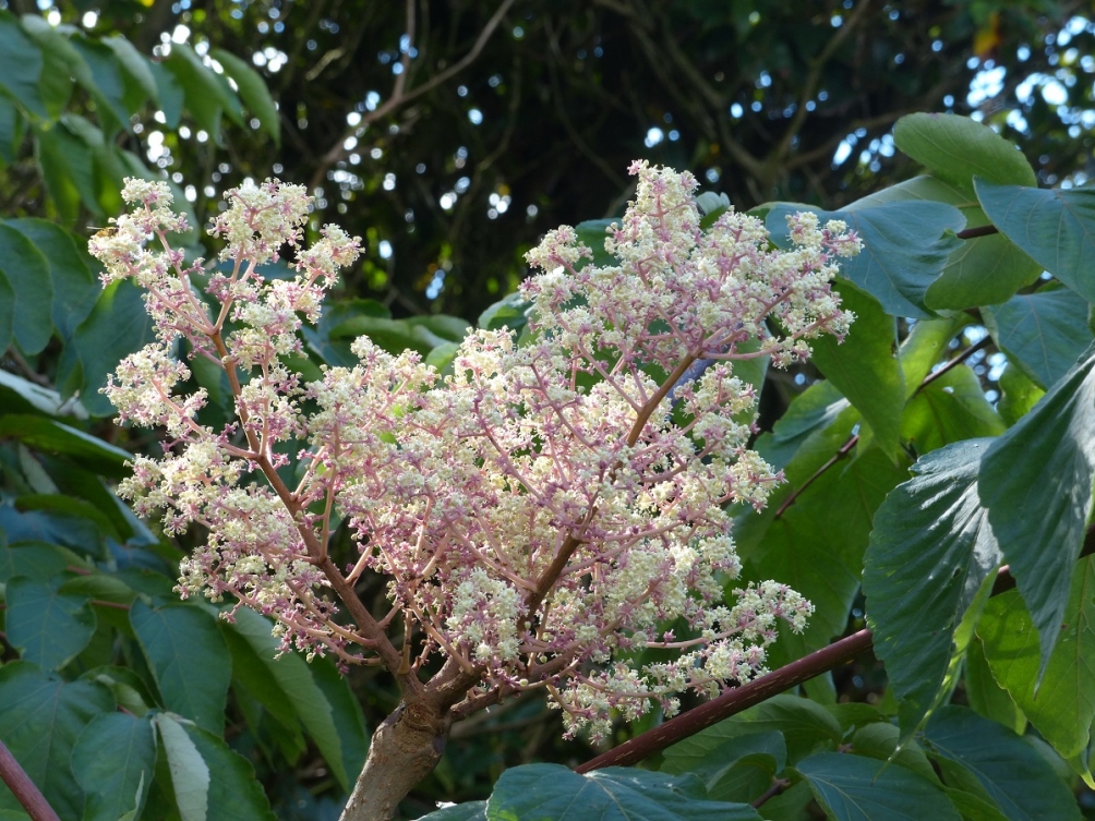 The unusual flower of Aralia elata