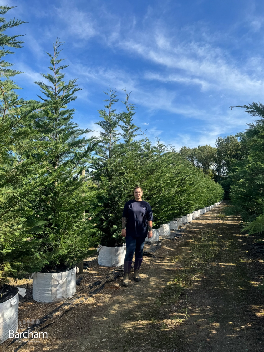 Cupressocyparis leylandii
