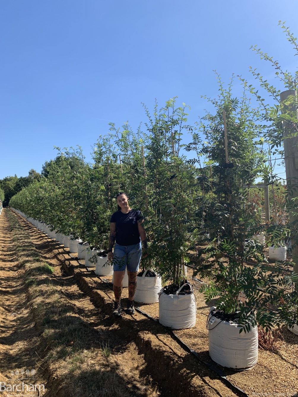 Sorbus aucuparia multi stem