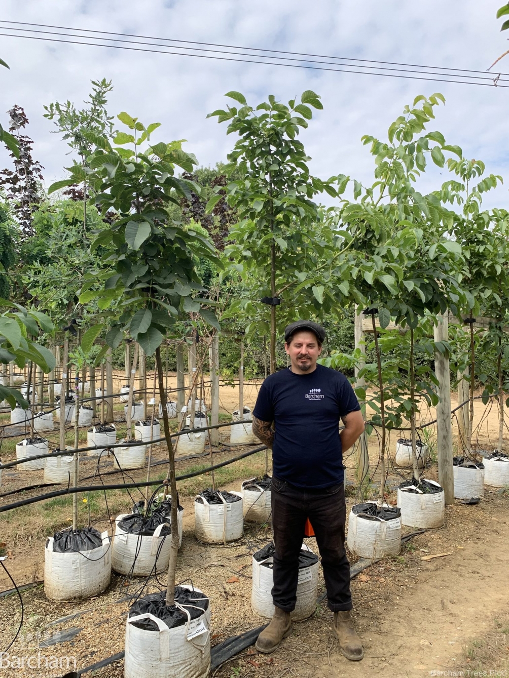 Juglans regia