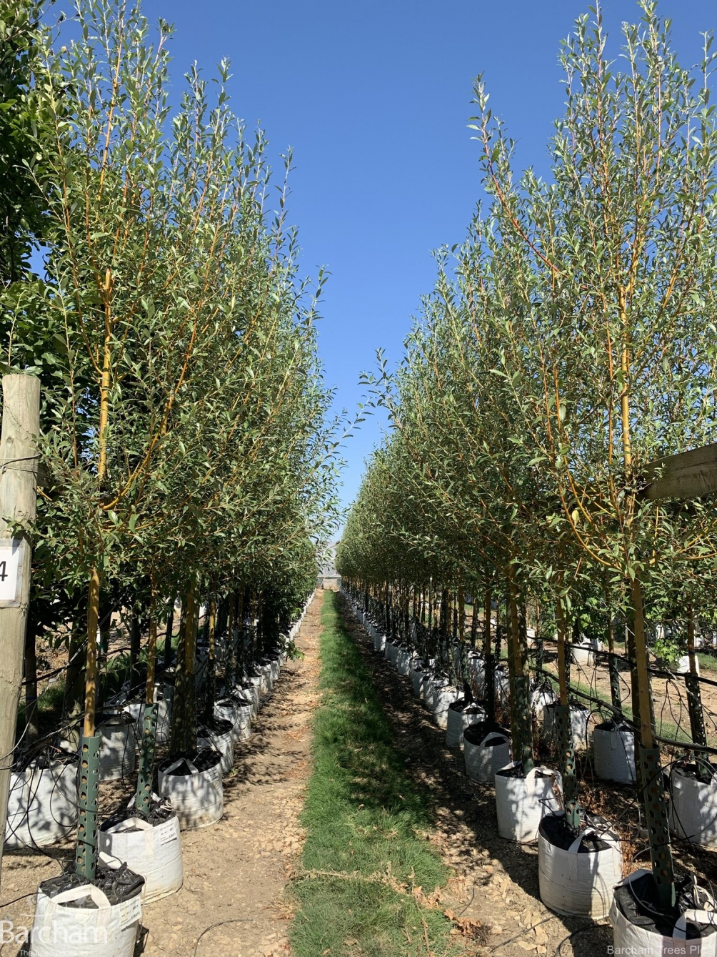 Salix alba Chermesina