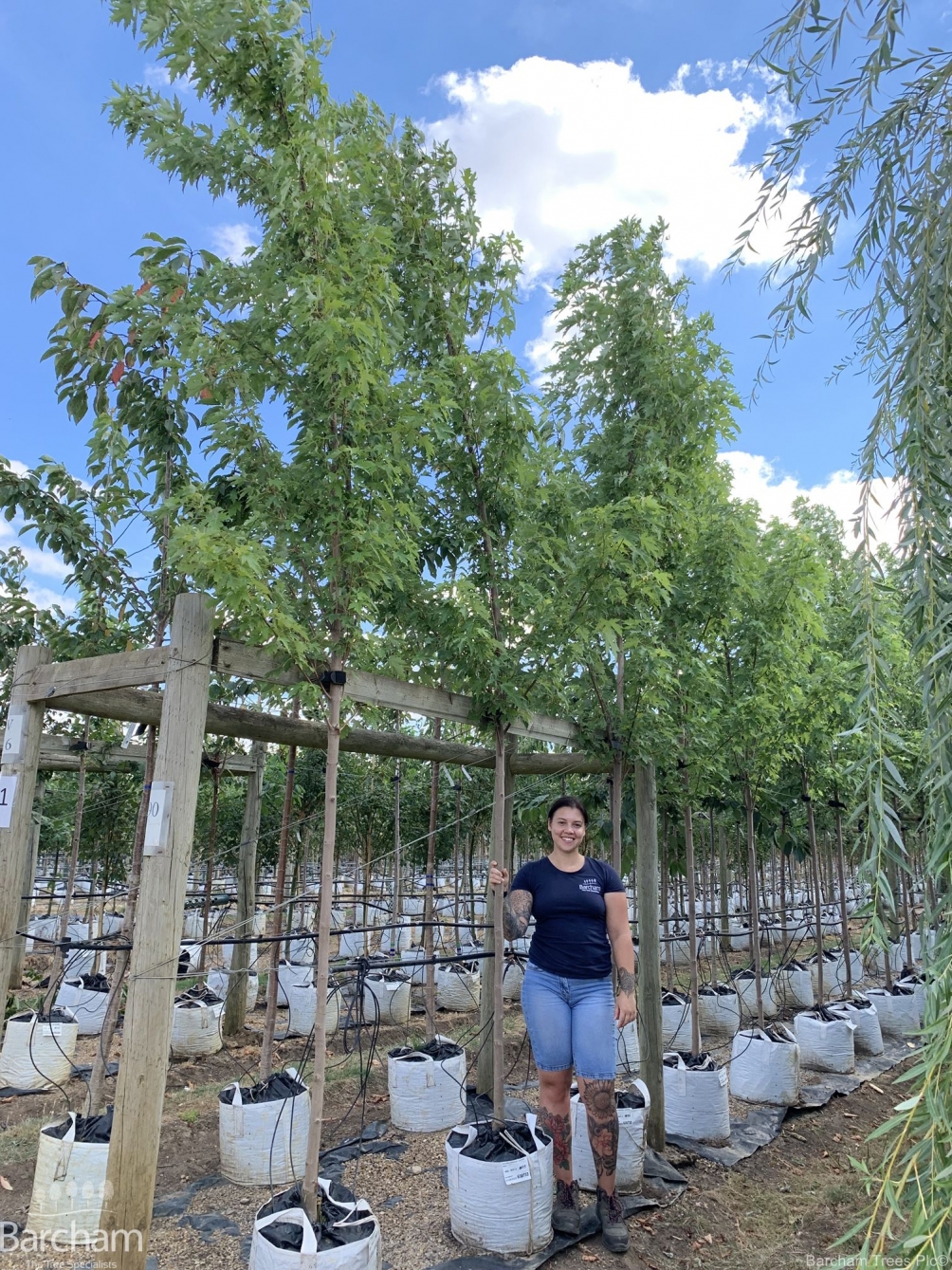 Acer saccharinum Laciniata Wieri
