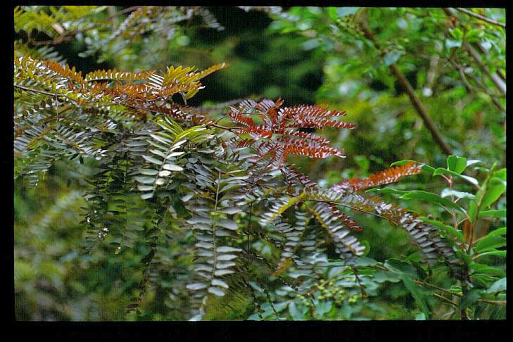 foliage of Gleditsia triacanthos Ruby Lace