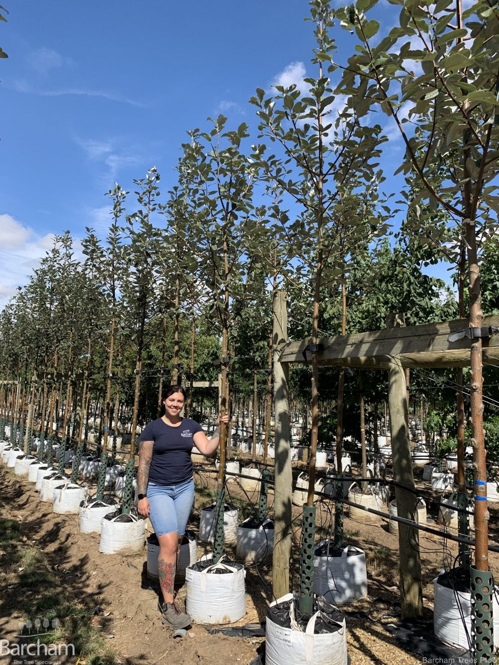 Sorbus aria Magnifica
