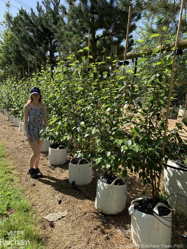 Betula albosinensis Fascination multi-stem