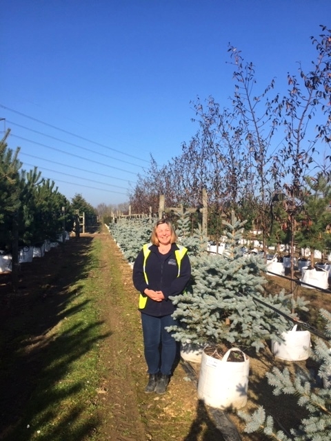 Picea pungens Blue Diamond at Barcham Trees