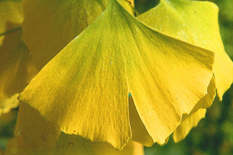 The fan shape leaf of Ginkgo biloba in autumn