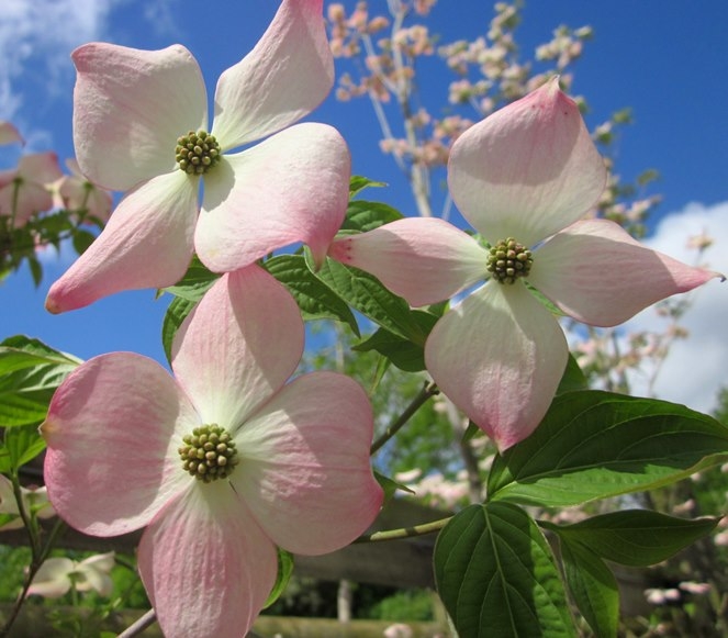 stunning pink flower of Cornus kousa Stella Pink