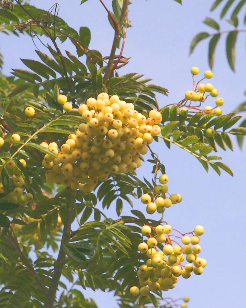 Creamy yellow berries of Sorbus aucuparia Joseph Rock
