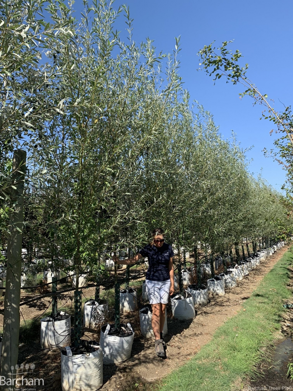 Salix alba Liempde