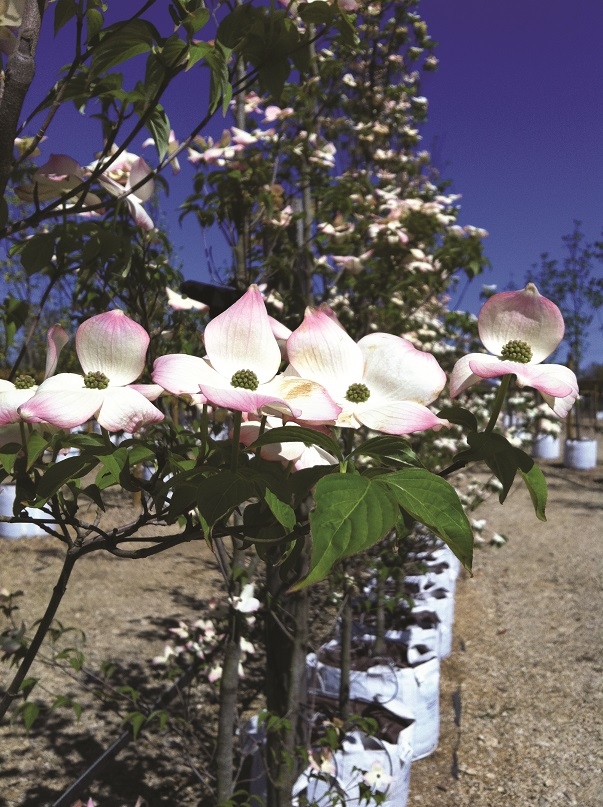 flowers of Cornus kousa Stella Pink at barcham trees