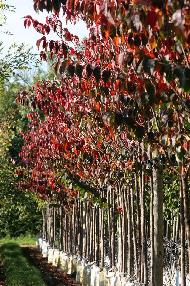 Prunus sargentii at barcham trees in autumn