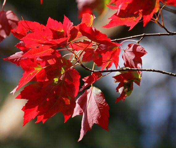 The right red foliage of Acer rubrum