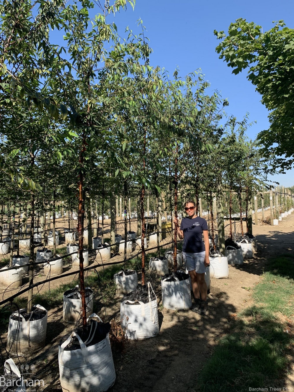 Prunus serrula Tibetica