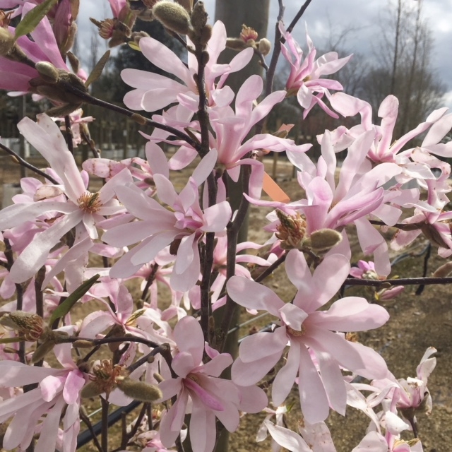 the flowers of Magnolia loebneri Leonard Messel multi stem