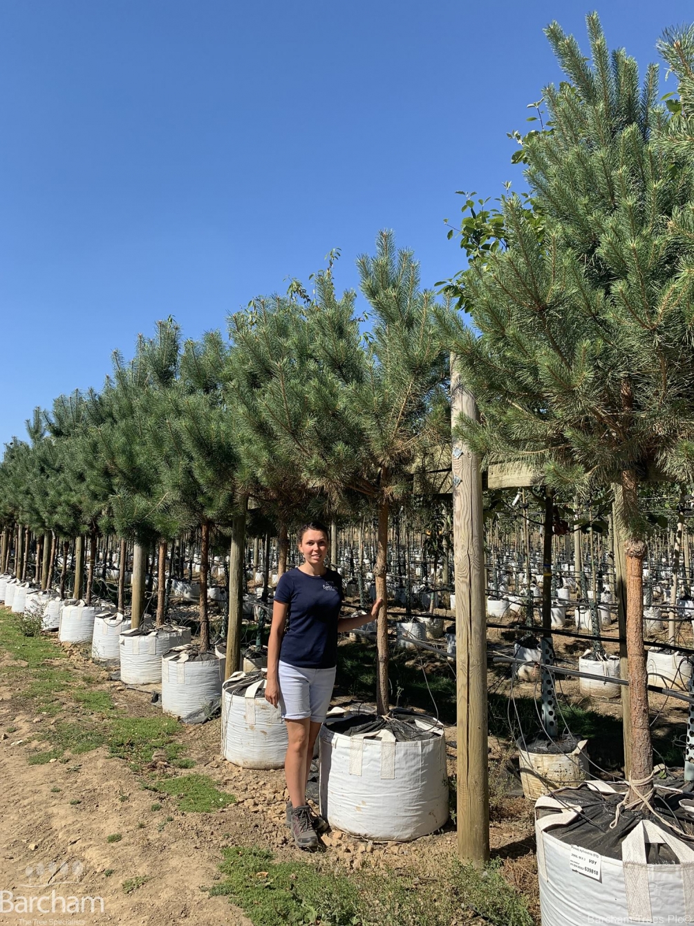 Pinus sylvestris clear stem
