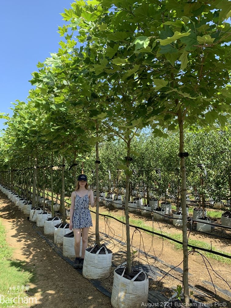 Platanus orientalis Digitata