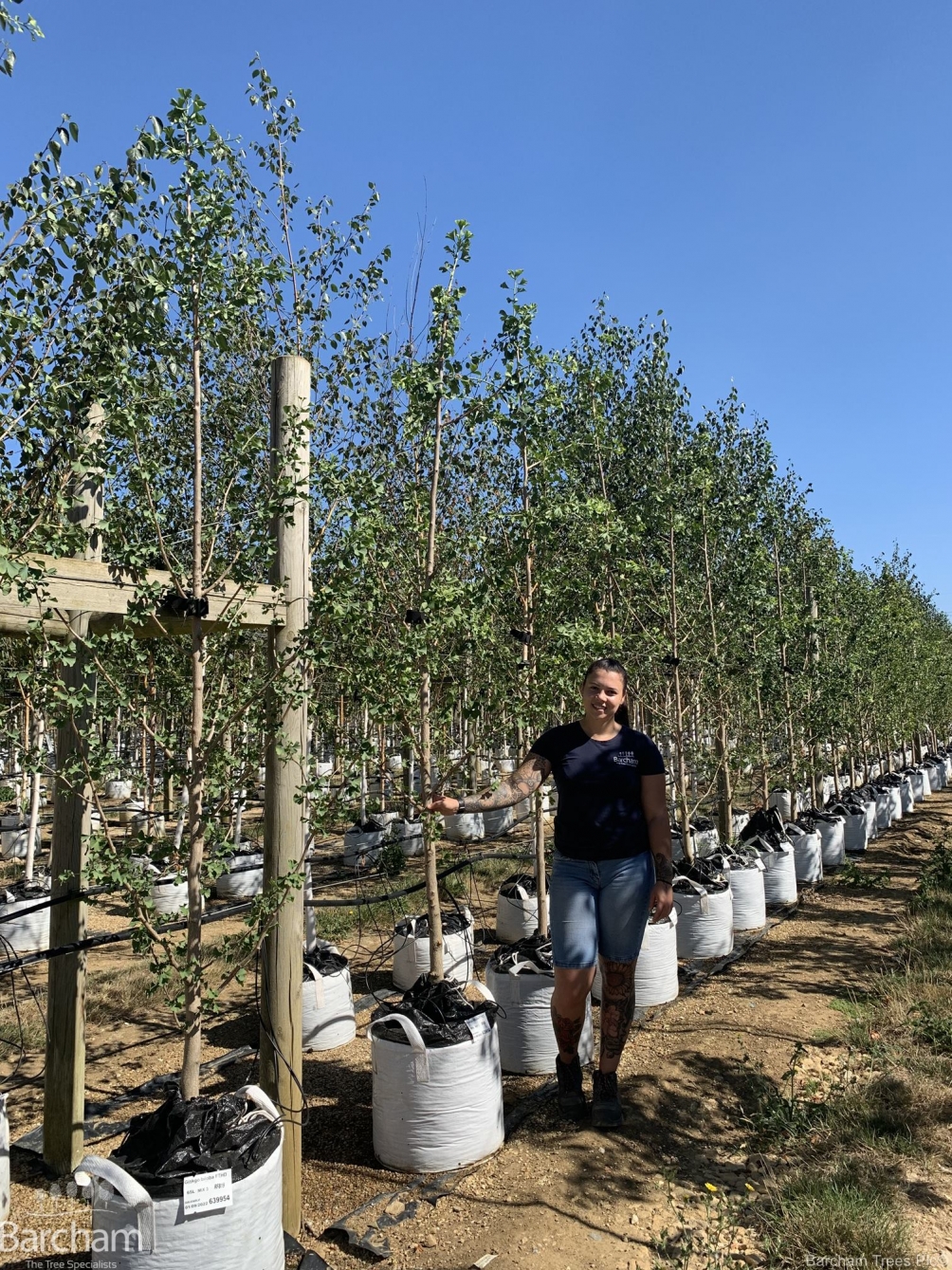 Ginkgo biloba